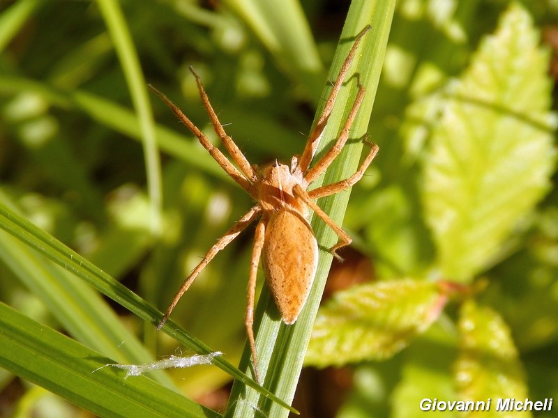 Pisaura sp. - Parco del Ticino